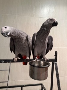 Жако. Пташенята жако