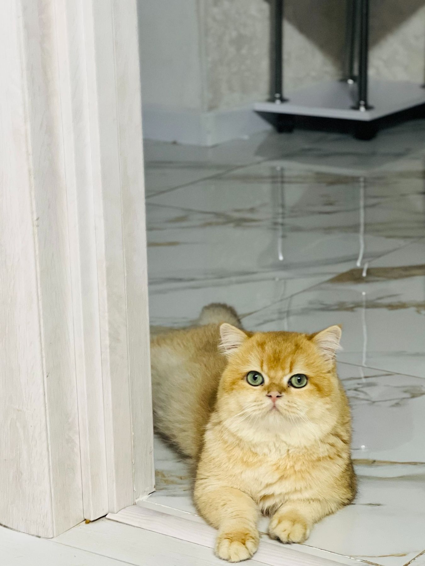 Британська золота шиншилла