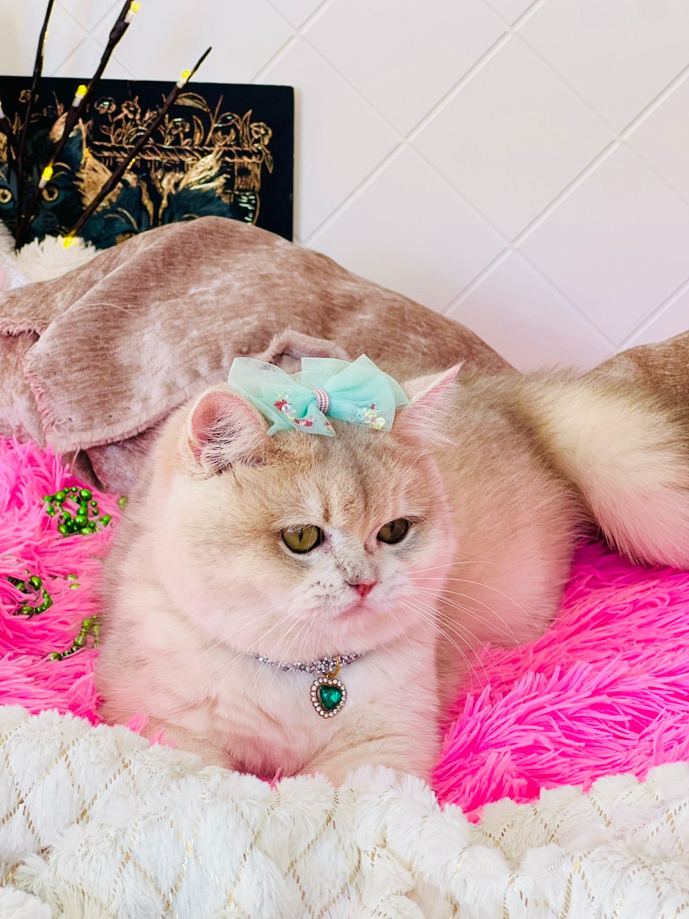 Британська золота шиншилла