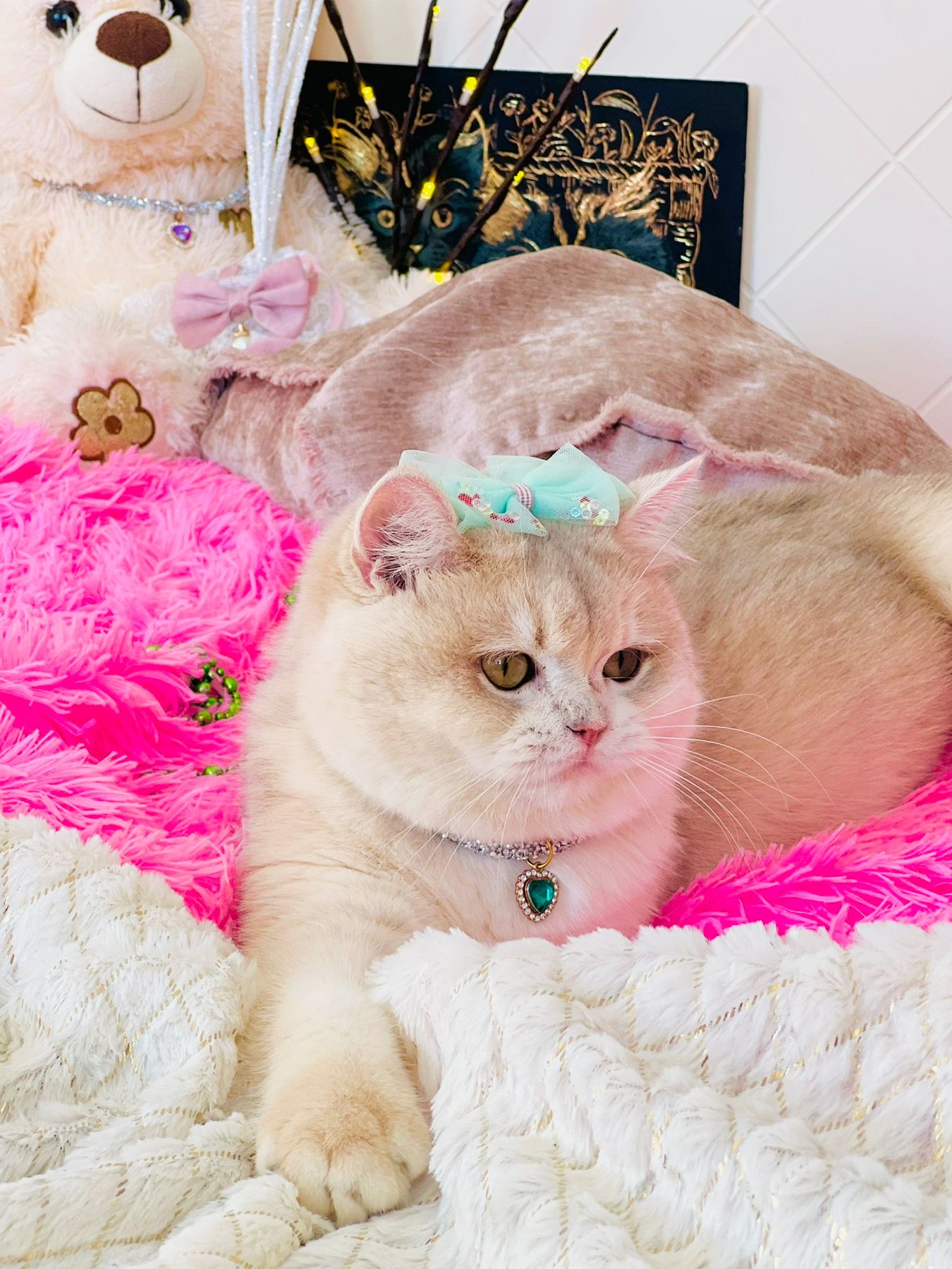 Британська золота шиншилла