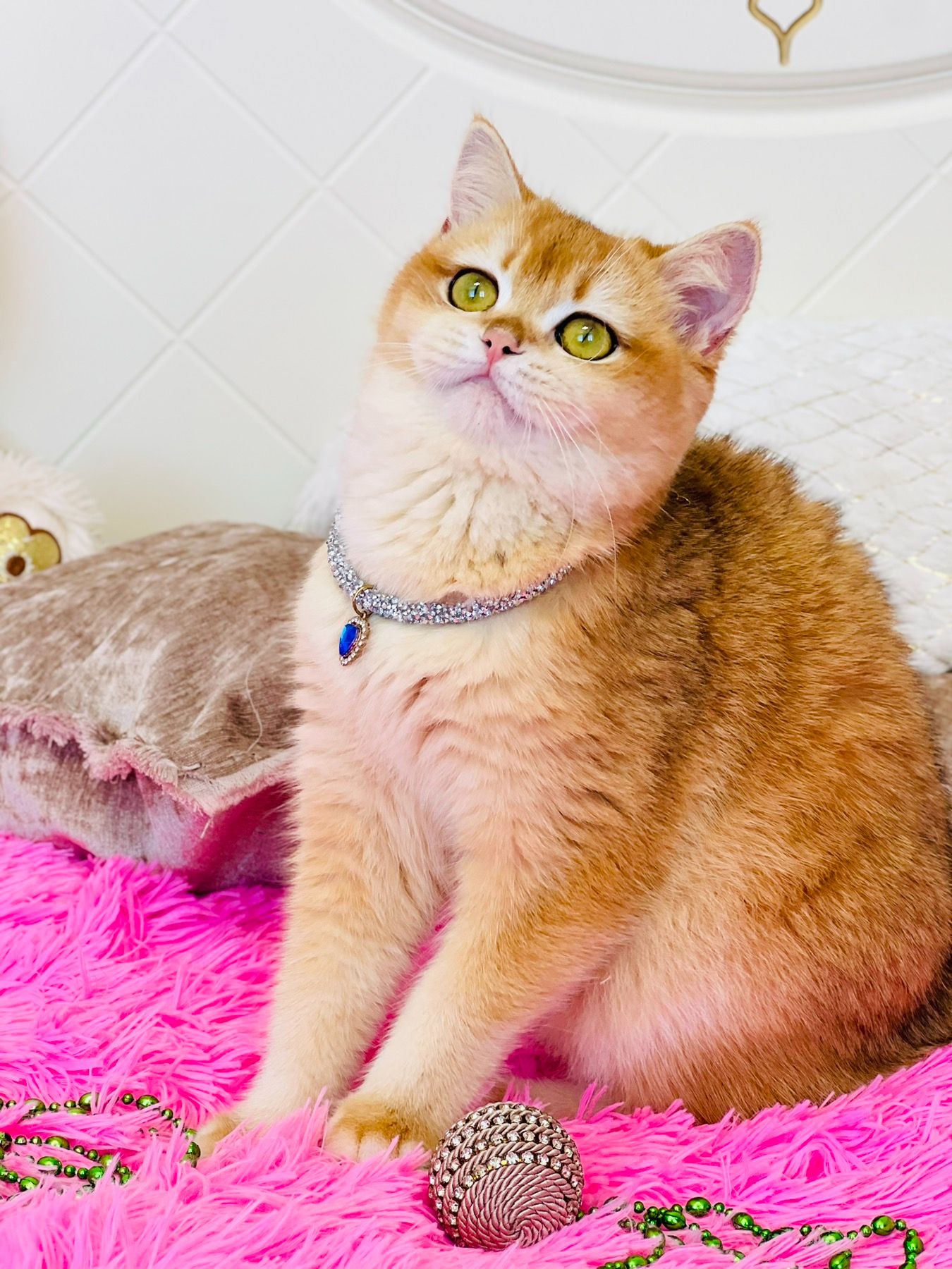 Британська золота шиншилла