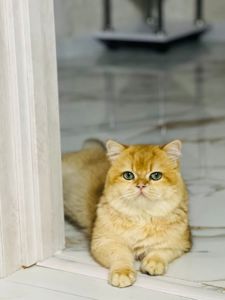 Британська золота шиншилла