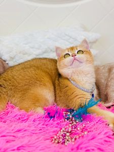 Британська золота шиншилла