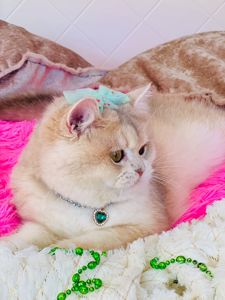 Британська золота шиншилла