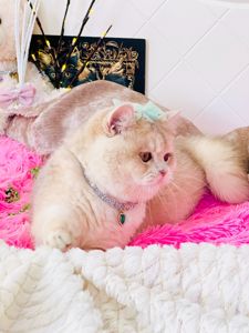 Британська золота шиншилла