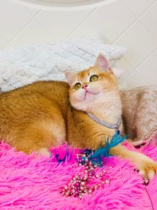 Британська золота шиншилла