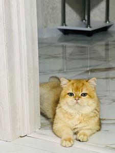 Британська золота шиншилла