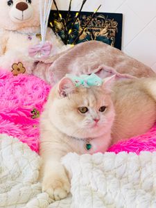 Британська золота шиншилла