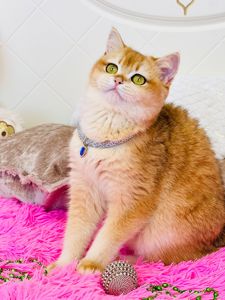 Британська золота шиншилла