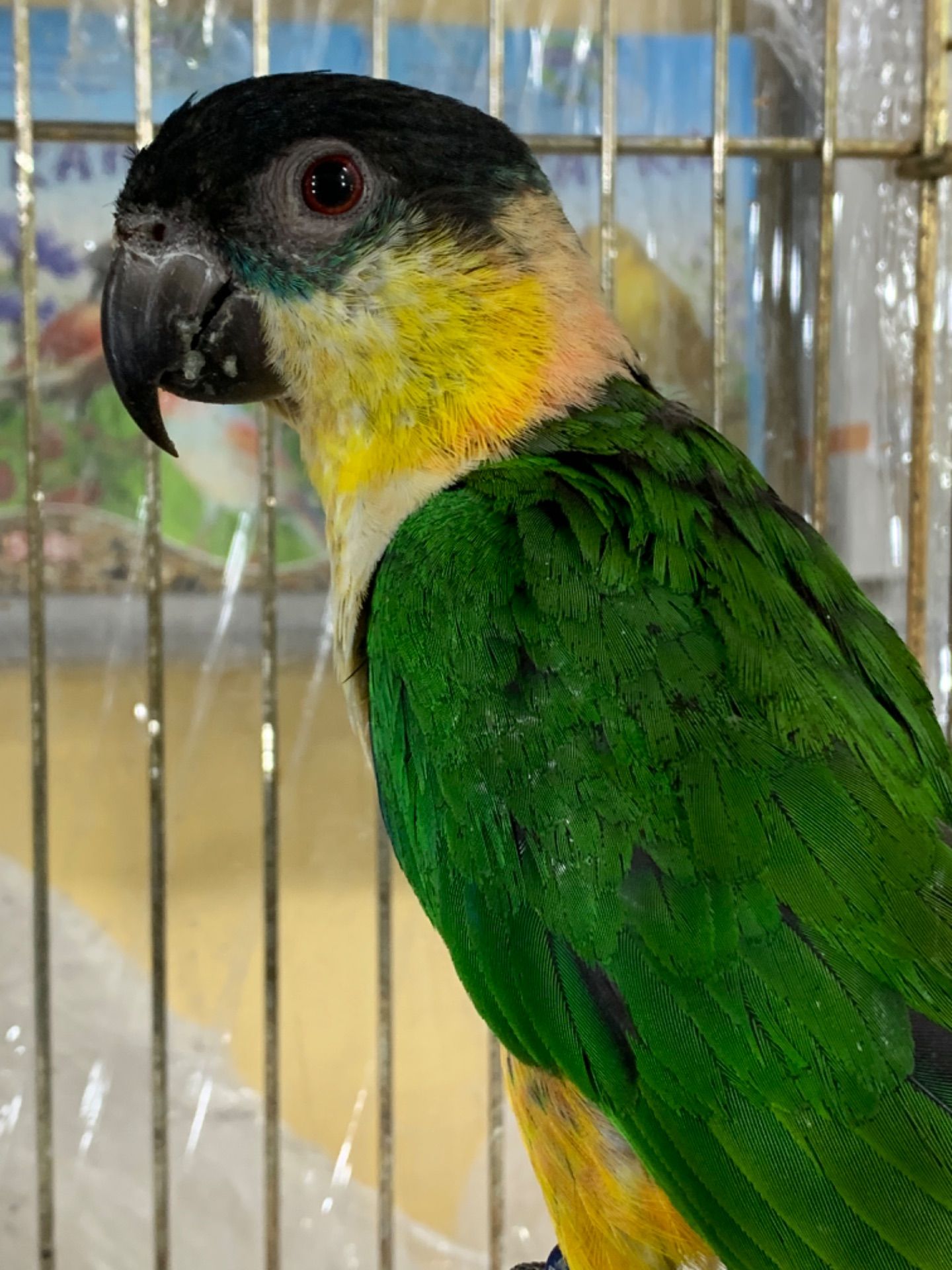 Каик прыгающий попугай, малыши от 2х месяцев