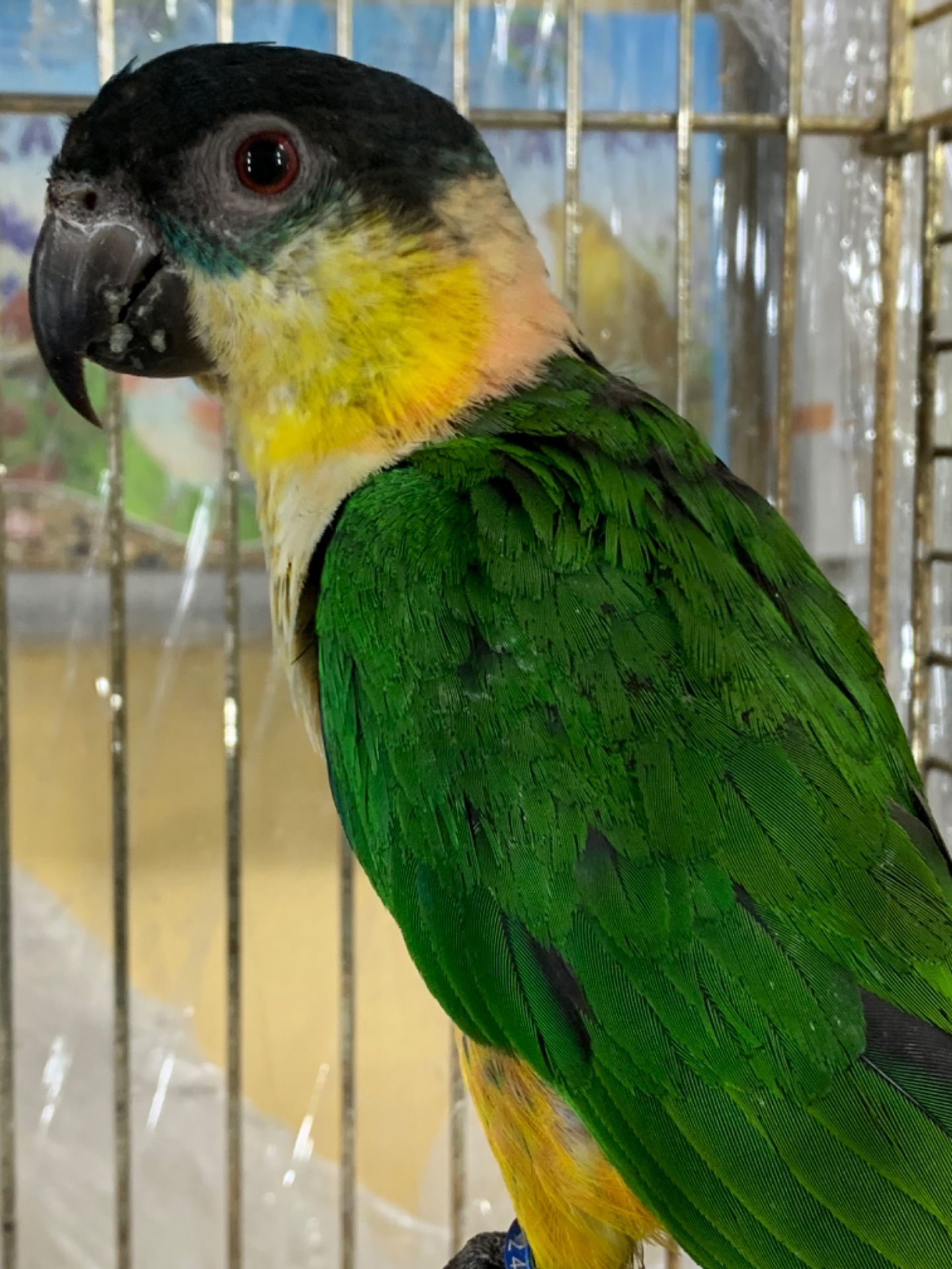 Каик прыгающий попугай, малыши от 2х месяцев