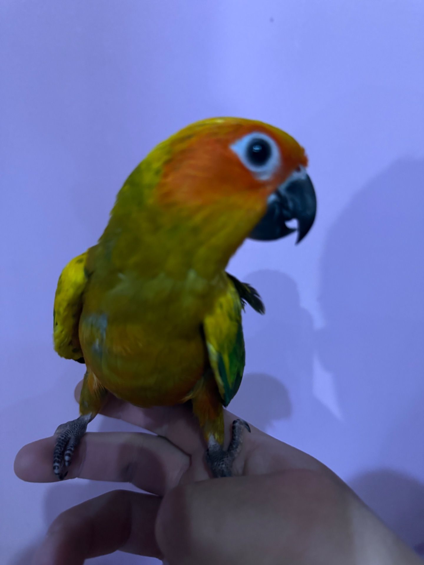 Аратинга попугай ручний