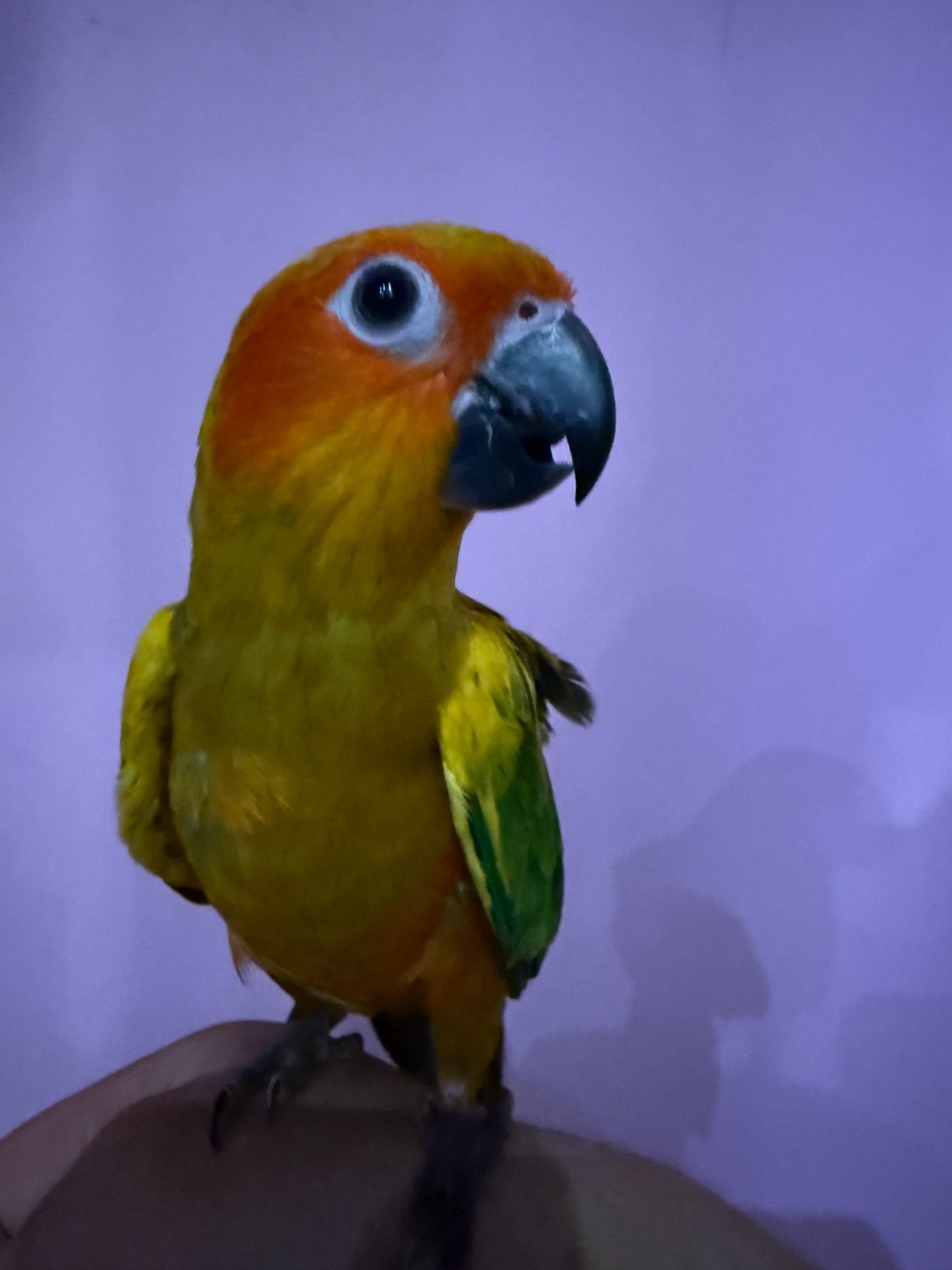 Аратинга попугай ручний