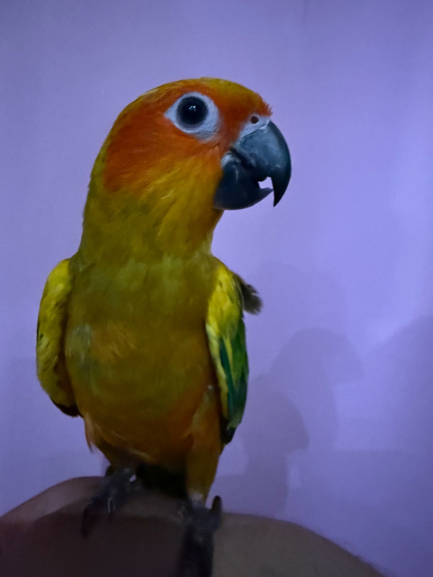 Аратинга попугай ручний