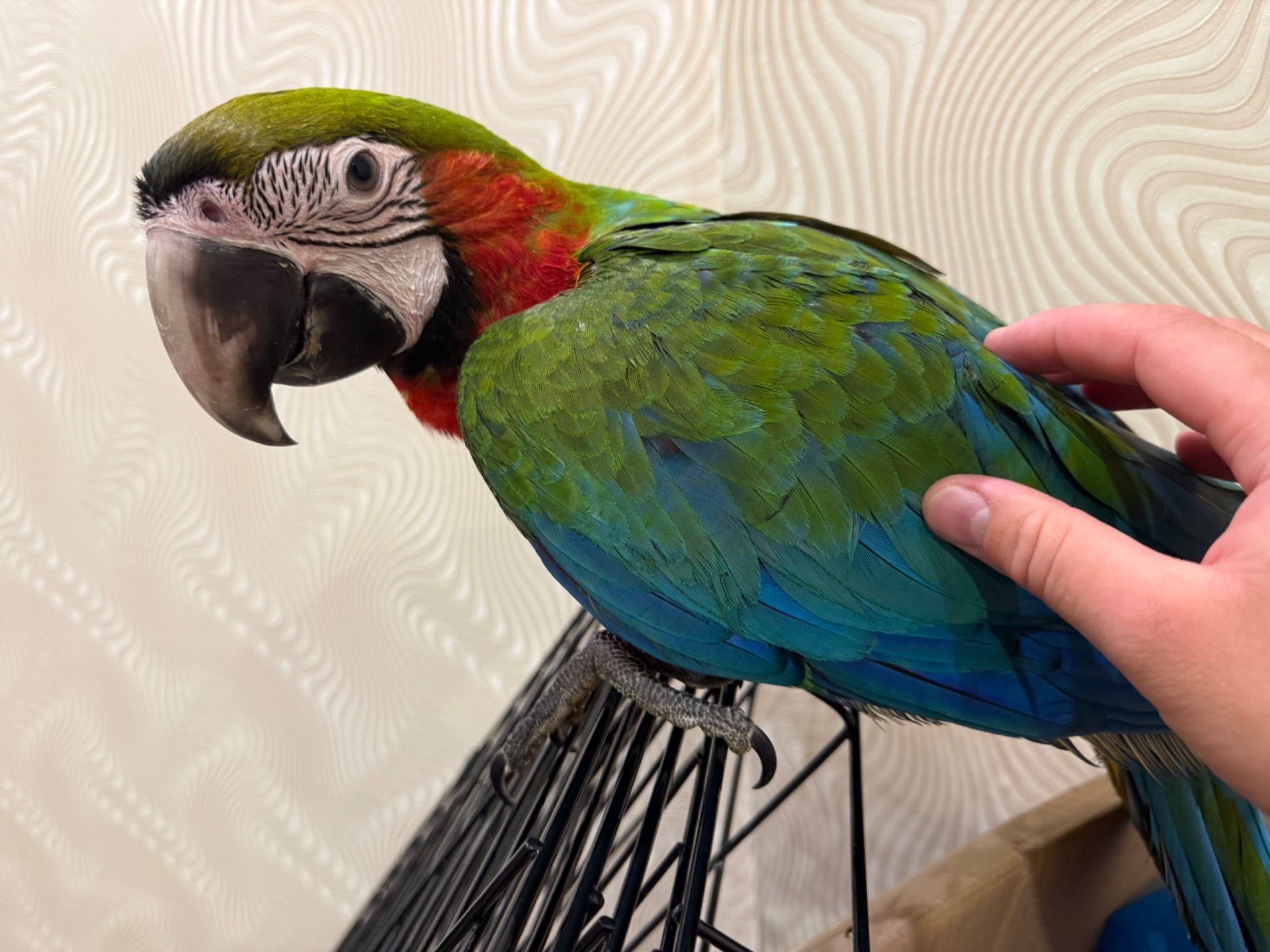 Красочный папугай Ара, птенец молоденький