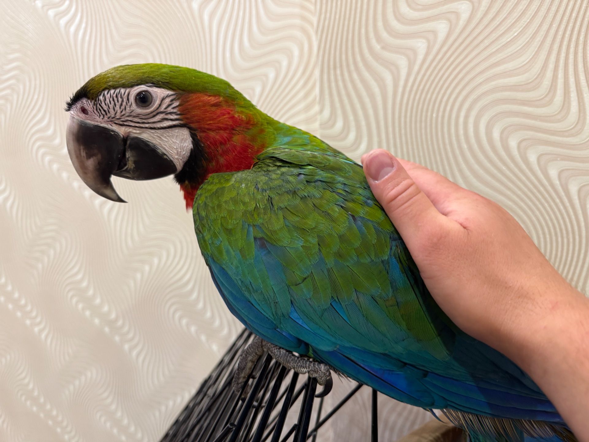 Красочный папугай Ара, птенец молоденький