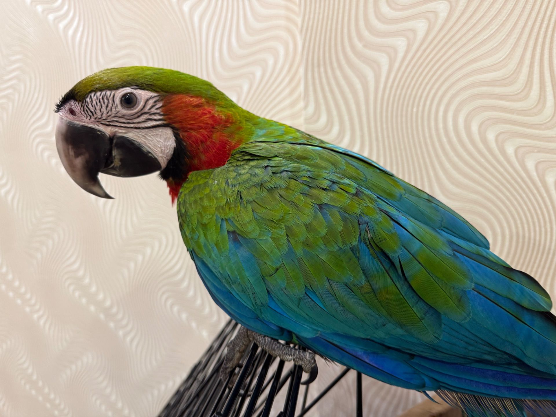 Красочный папугай Ара, птенец молоденький