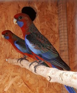 Попугаи Розелла