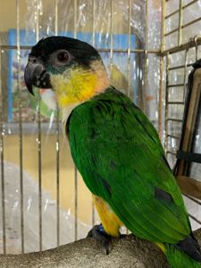 Каик прыгающий попугай, малыши от 2х месяцев