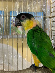 Каик прыгающий попугай, малыши от 2х месяцев