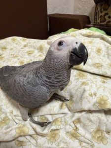 Жако папужки ручний малюк