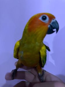 Аратинга попугай ручний