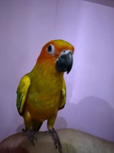 Аратинга попугай ручний