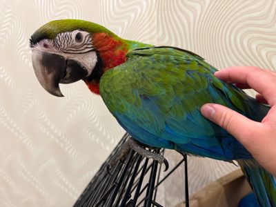 Красочный папугай Ара, птенец молоденький