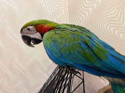 Красочный папугай Ара, птенец молоденький