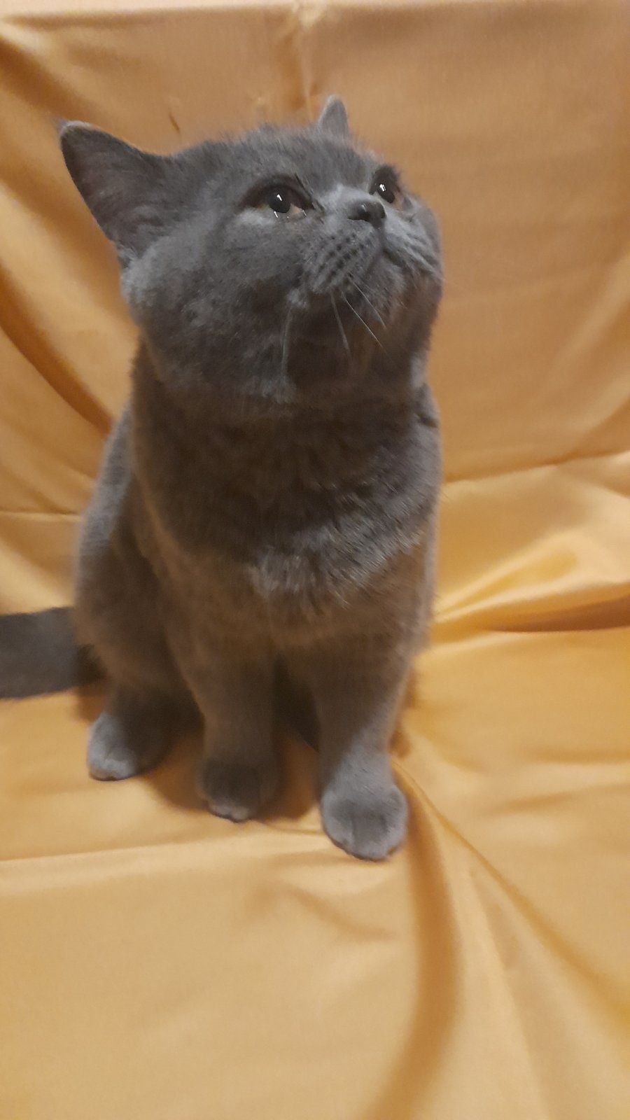 Кошенятко єкзот