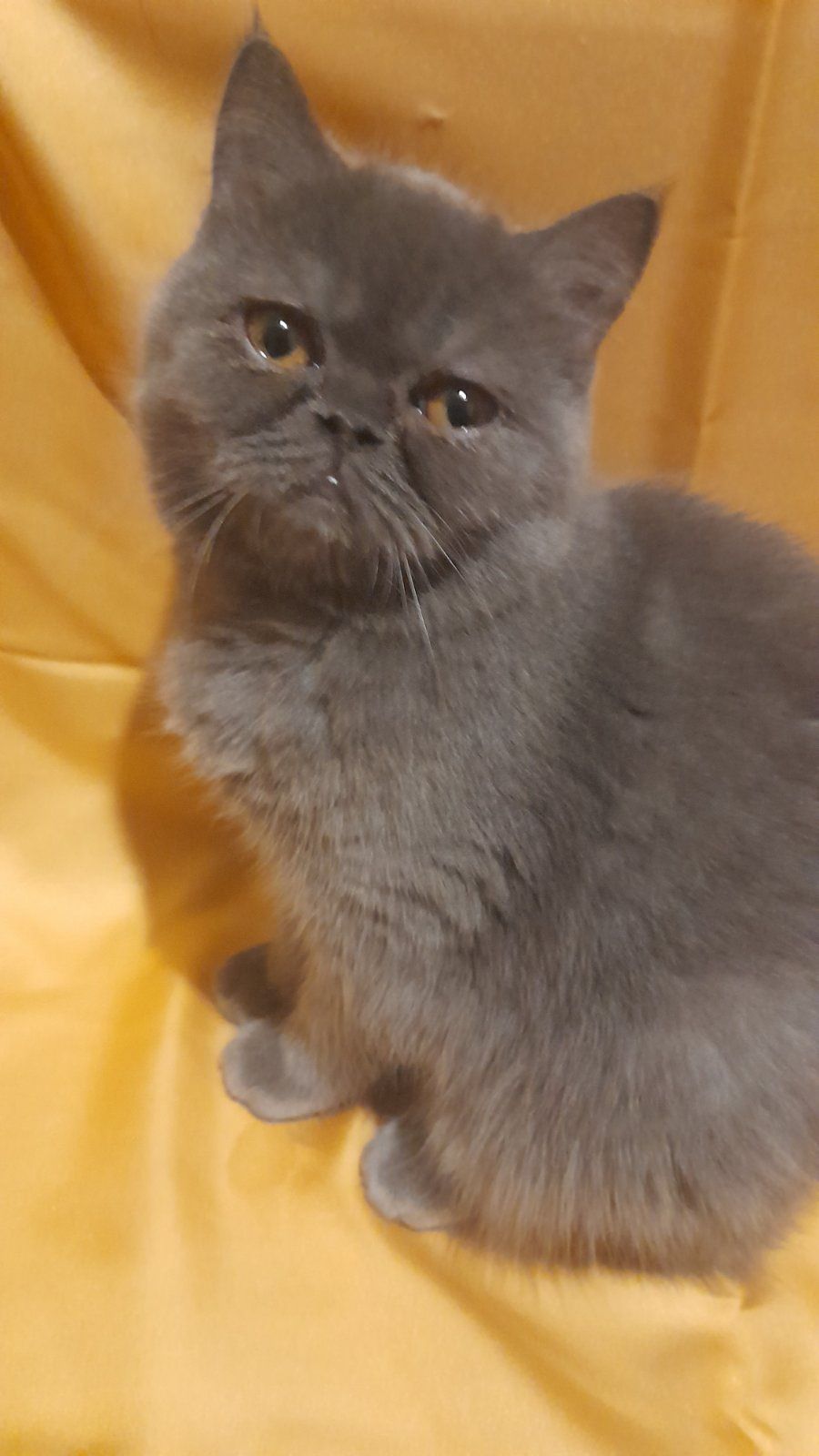 Кошенятко єкзот