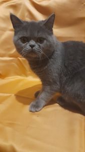 Кошенятко єкзот