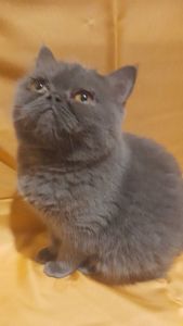 Кошенятко єкзот