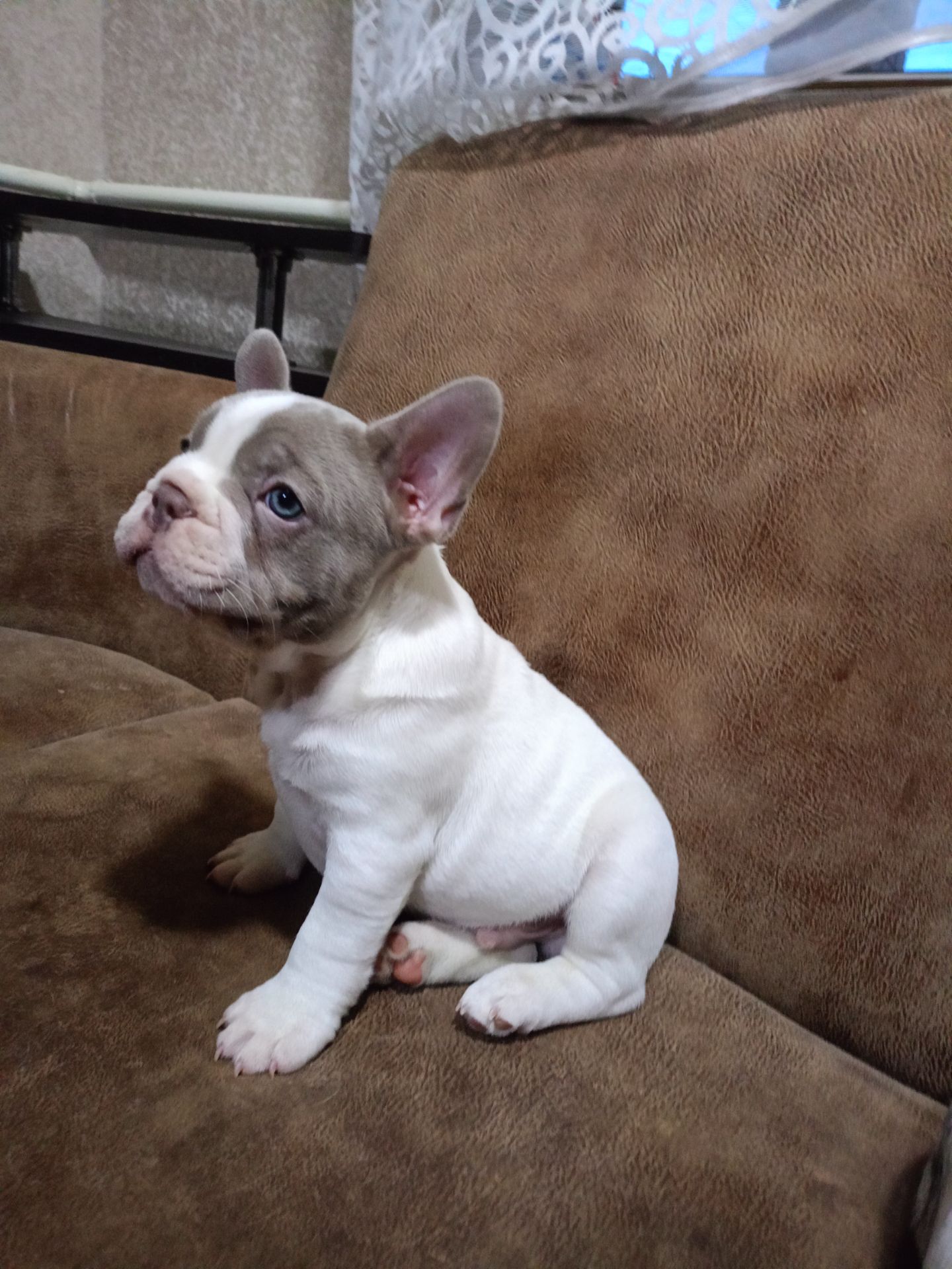 Французький бульдог