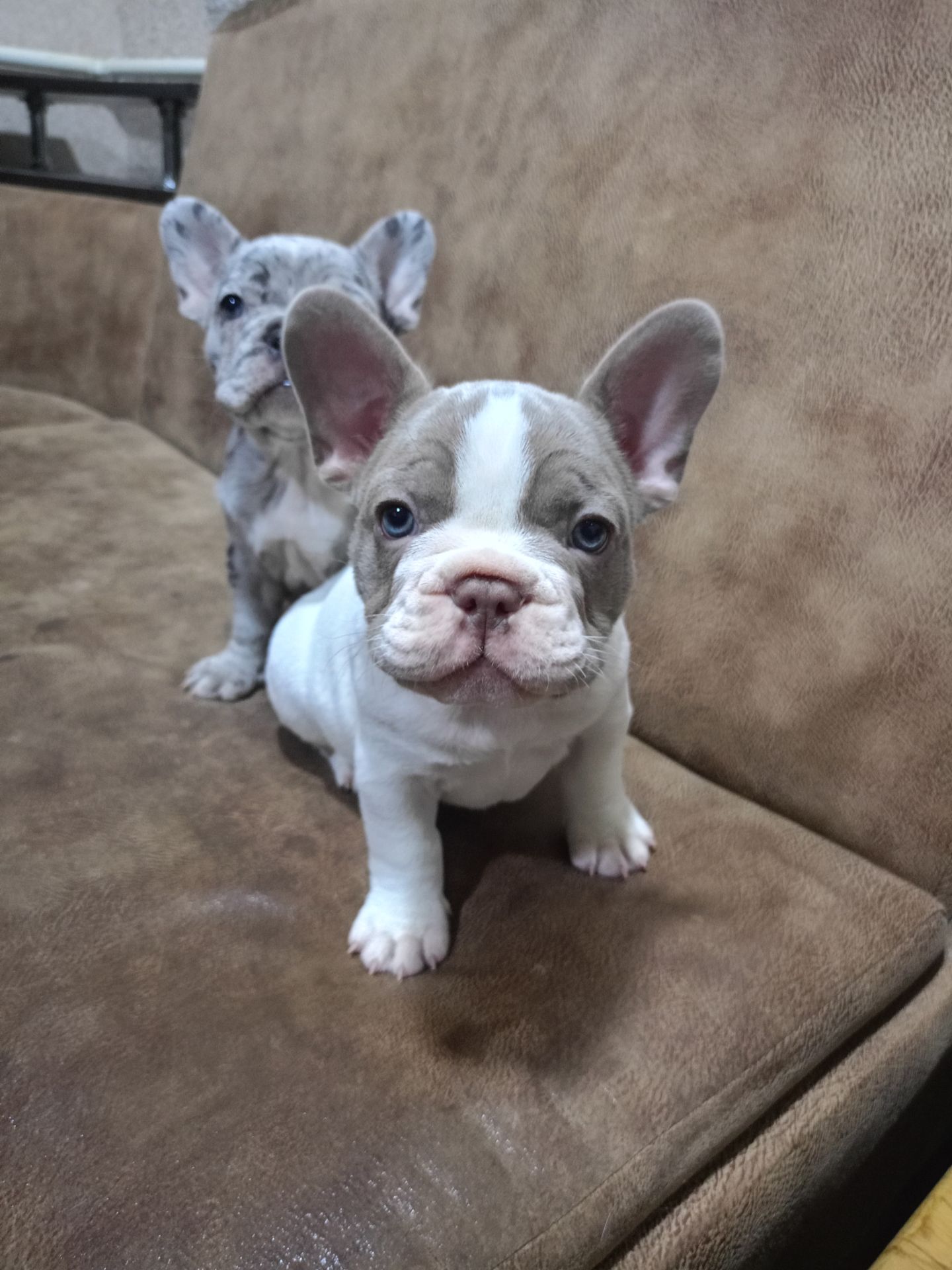 Французький бульдог