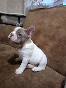 Французький бульдог