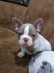 Французький бульдог