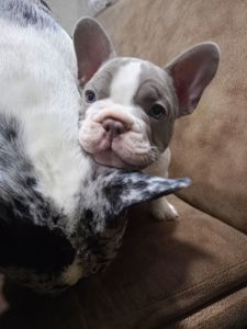 Французький бульдог