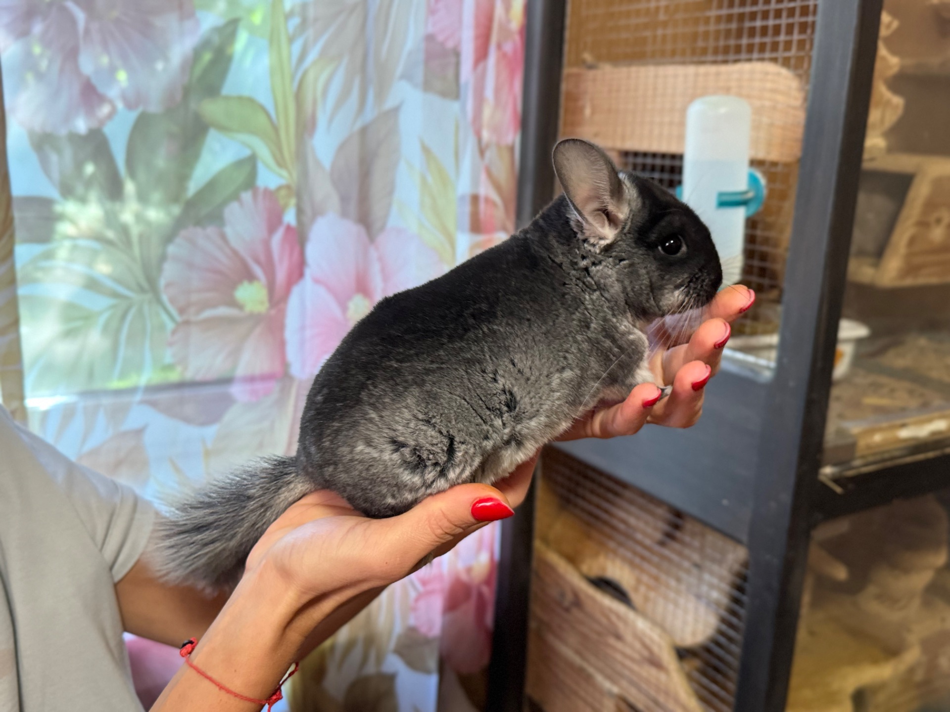 Чорний бархат хлопчик шиншила