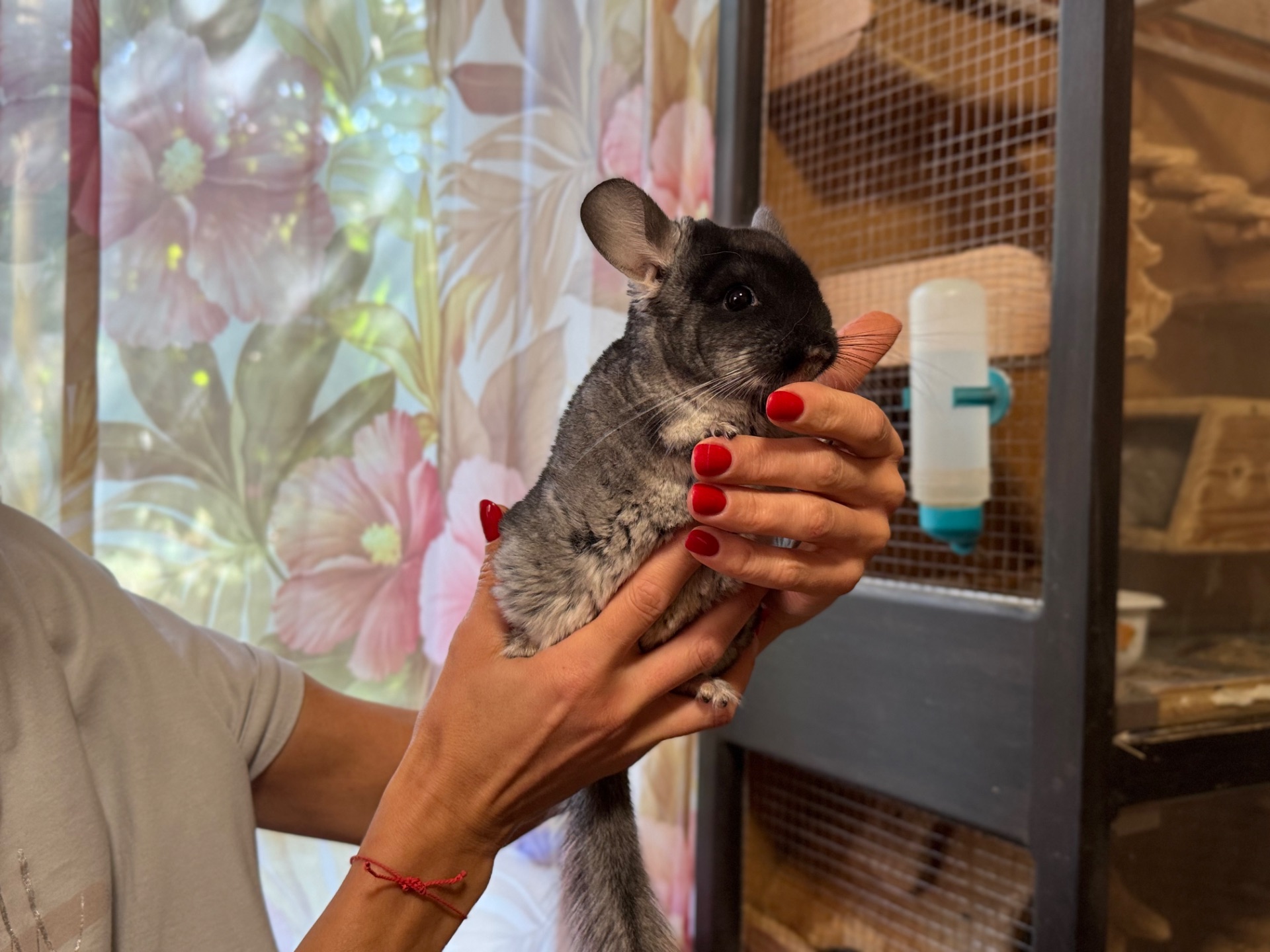 Чорний бархат хлопчик шиншила