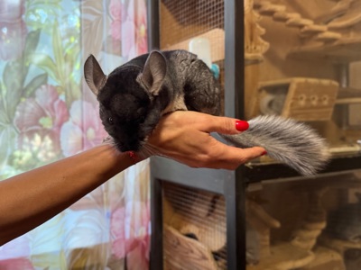 Чорний бархат хлопчик шиншила