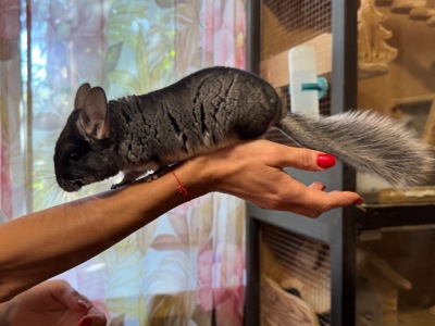 Чорний бархат хлопчик шиншила