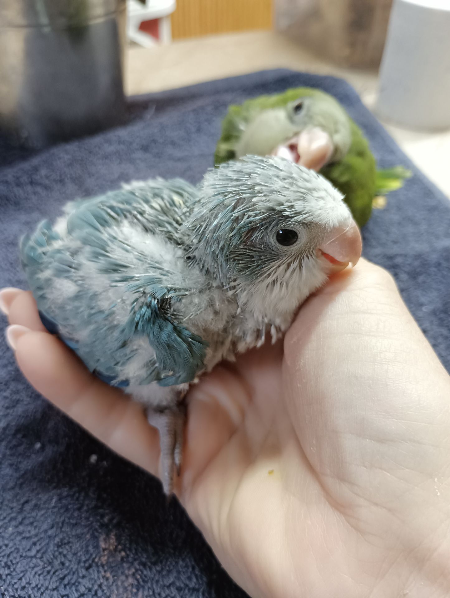 Ручные малыши калита