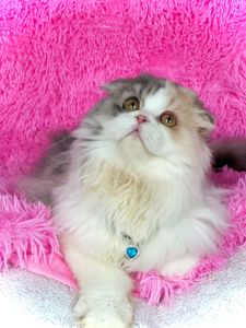 Шотландська висловуха