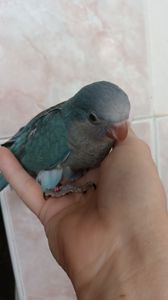 Ручные малыши калита