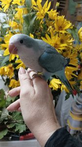 Ручные малыши калита