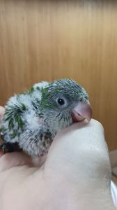 Ручные малыши калита