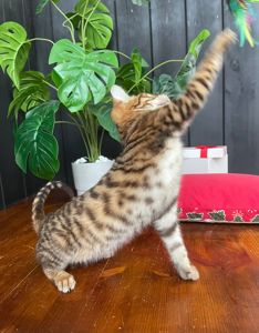 Котик породи Тойгер - Фенікс