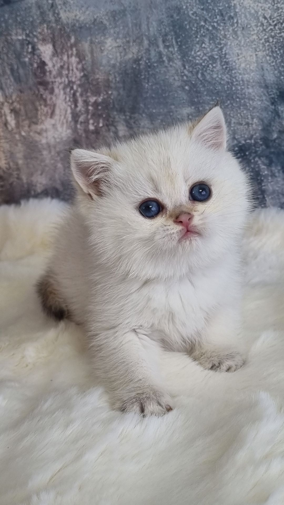 Британські золоті кошенята