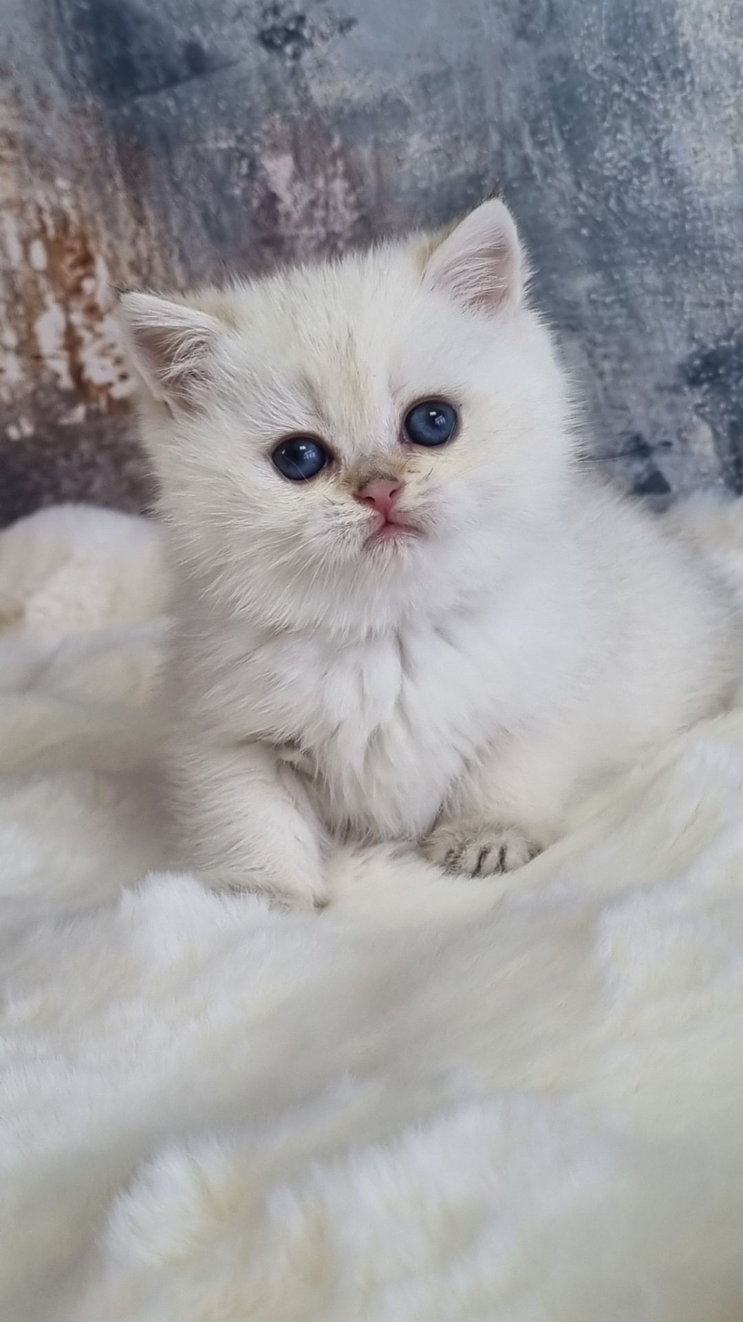 Британські золоті кошенята